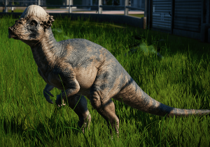 Pachycephalosaurus dinosaur